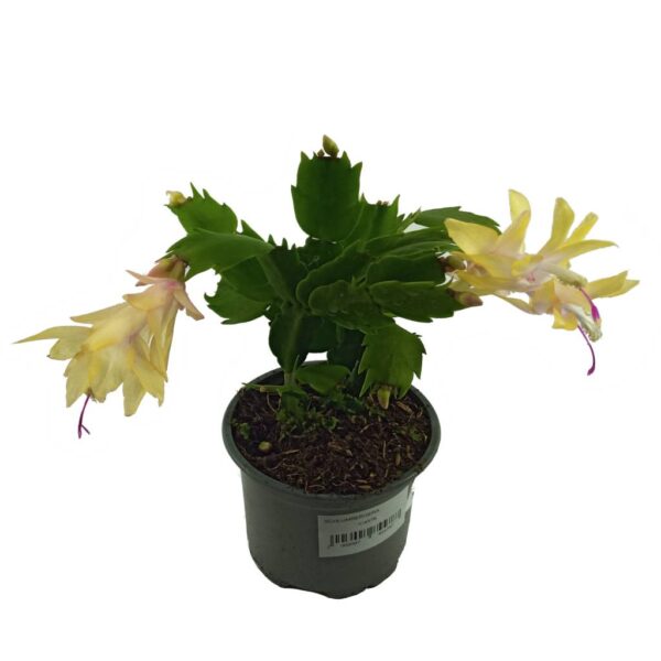 Schlumbergera, YılbaşıÇiçeği, BeyazÇiçekler, İçMekanBitkileri, KışÇiçekleri, ÇiçekBakımı, KolayBakımBitkileri, EvDekorasyonu, OfisBitkileri, ÇiçekSeçimi, AlisverisSepeti, KaktüsToprağı, BeyazYılbaşıÇiçeği, ZarifÇiçekler, BitkiYetiştirme