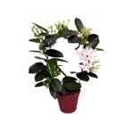 Stephanotis Yasemin Çiçeği 12cm Saksıda