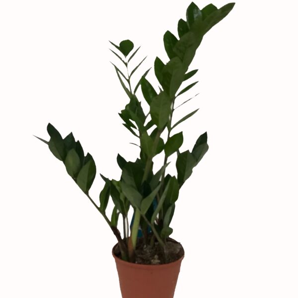 Zamia Zeze bitkisi - 17 Cm Plastik Saksıda