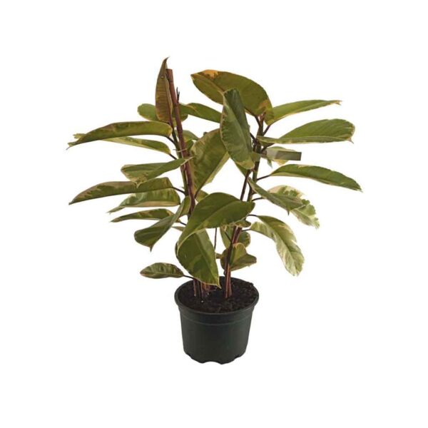 Ficus Elastica Tineke 2 Gövdeli 19cm Saksıda