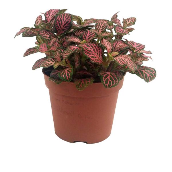 Fittonia Kırmızı - Sinir Çiçeği (8,5 Cm Saksıda)