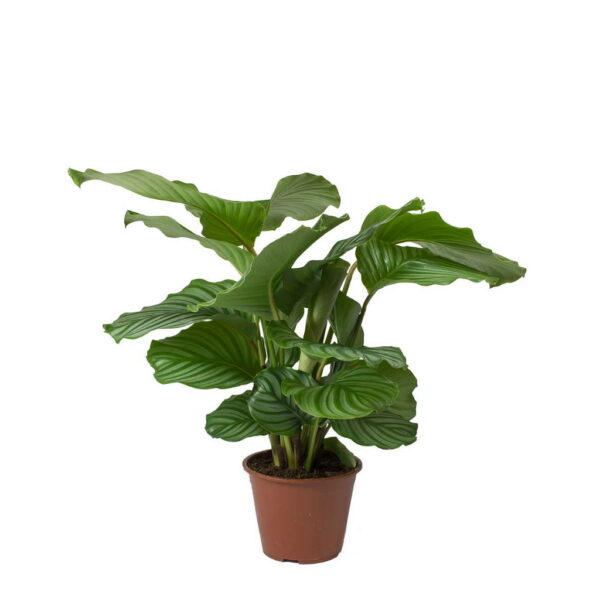 Calathea Orbifolia - 14 Cm Plastik Saksıda