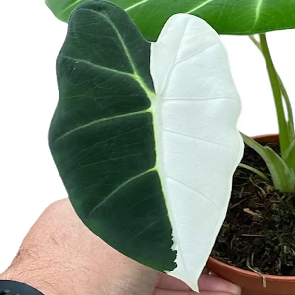 alisveris-sepeti.com.tr - Alocasia Frydek Veriegata-2