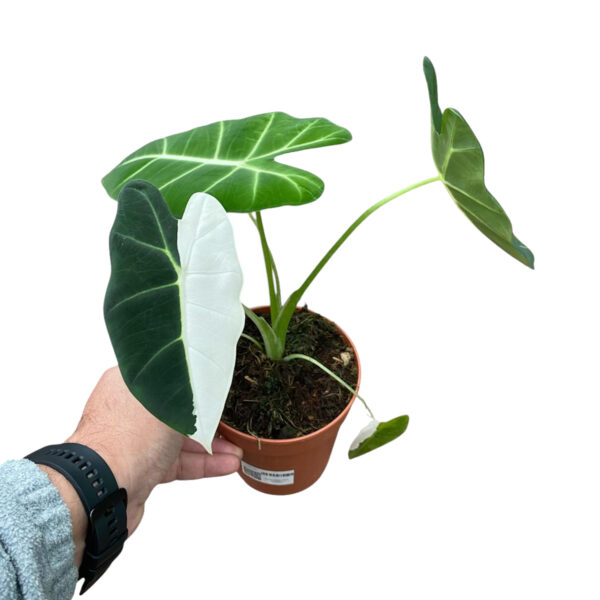 Alocasia Frydek Veriegata 12 cm Saksıda